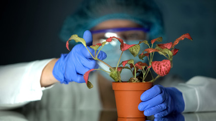 Biotechnologist injecting test liquid in pot with plant, toxin influence study