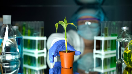 Biologist holding green corn plant, examining growth in laboratory conditions