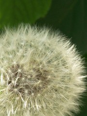 fluffy ball-shaped airy dandelion head on a dark grass background