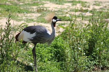 black crowned crane (scientific name: Balearica pavonina)