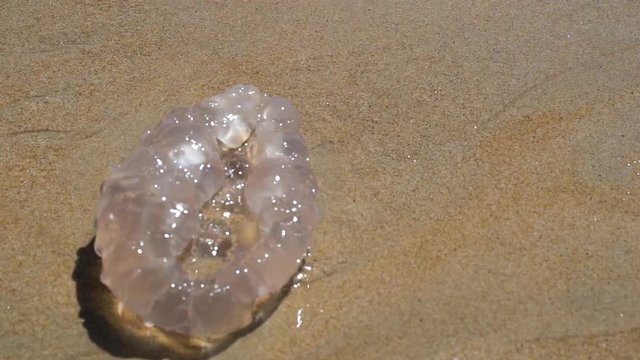 Close-up pictures of Scyphozoa (JellyFish), jellyfish stranded on the tropical beach area in Oceanside, dead clear in Phuket, Thailand.