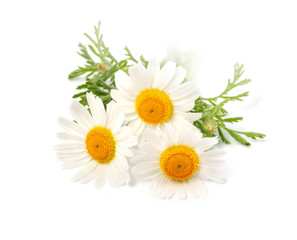 Fototapeta na wymiar Chamomile or camomile flowers isolated on white