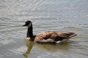 Canada goose (scientific name: Branta canadensis)