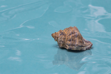 Sea shells journey to the sea dream and rest close up