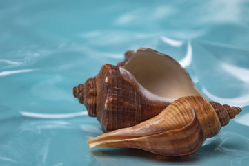 Sea shells journey to the sea dream and rest close up