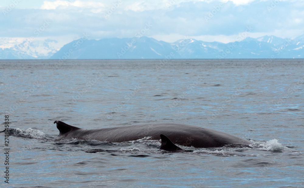 Wall mural fin whales off kodiak