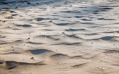 Dutch National Park Loonse en Drunense Duinen from close