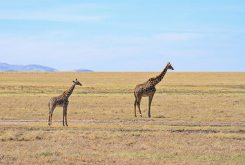 Masai Maasai Giraffe Giraffa camelopardalis tippelskirchii mother and small young calf plains Masai Mara National Reserve Kenya East Africa Kilimanjaro giraffe copy space blue sky distant landscape
