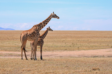 Masai Maasai Giraffe Giraffa camelopardalis tippelskirchii mother and small young calf plains Masai Mara National Reserve Kenya East Africa Kilimanjaro giraffe copy space blue sky landscape