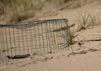 Fototapeta premium Common ringed plover bird, in Latin called Charadrius hiaticula, on sandy dune next to its place to incubate its eggs protected by special metal cage, Polish seaside