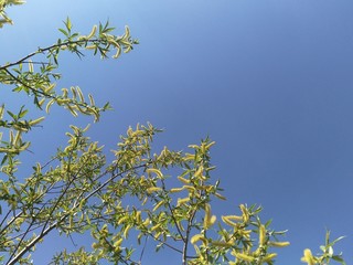 abstract blue sky background without clouds with willow branches on the left