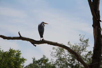 grey heron (scientific name: Ardea cinerea)