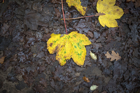 Soggy wet autumn leaf image