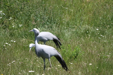  blue crane (scientific name: Grus paradisea) also known as the Stanley crane and the paradise crane