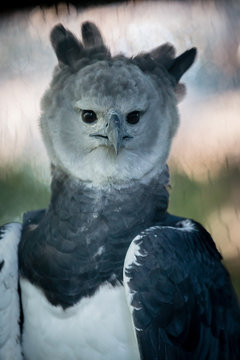 Harpy Eagles are among the world’s largest and most powerful eagles. Their rear talons are about 3-4 inches long. Deforestation and shooting are the two main threats to their survival. Harpia harpyja.