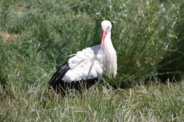 Ciconia