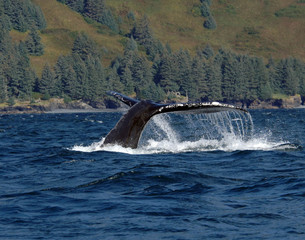 Humpback Whale Fluke Off Kodiak