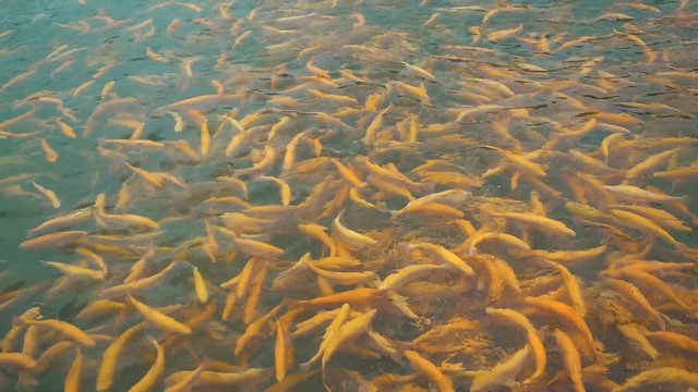 pools with fish on a trout farm, fish farm concept