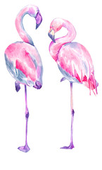 Set watercolor random flamingos. Isolated illustration. Couple birds