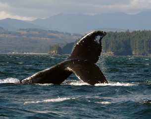 Humpback Fluke Off Kodiak Island