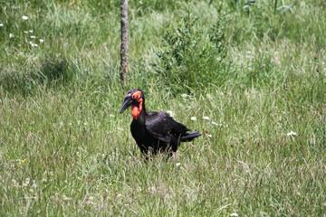 southern ground hornbill (scientific name: Bucorvus leadbeateri) formerly known as Bucorvus cafer © Pascal