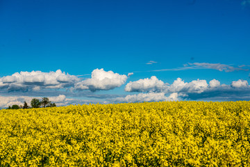 Fototapeta premium rapeseed bloominf yellow fields in spring under blue sky in sunshine
