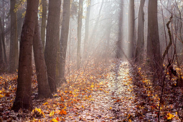 Autumnal forest in the morning in a bright sunlight that penetrates through the mist_