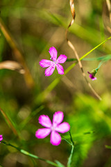 random color summer flowers in green meadow under the sun