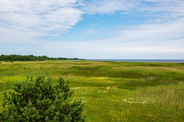 Obraz premium green meadow under blue sky in countryside
