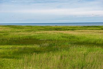 Fototapeta premium green meadow under blue sky in countryside
