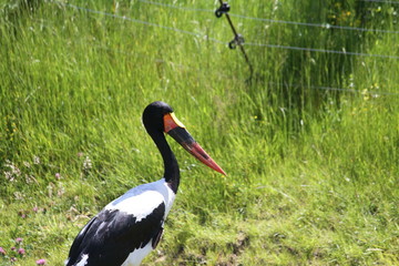 saddle-billed stork (scientific name: Ephippiorhynchus senegalensis) also known as saddlebill
