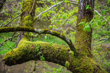 wet forest in autumn mist with red and green tree leaves