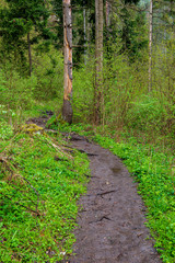 wet forest in autumn mist with red and green tree leaves