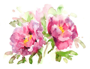 Two pink Peonies,hand drawn .Watercolor sketch 