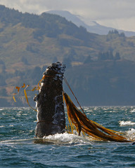 Humpback Whale Fin Tangled In Kelp