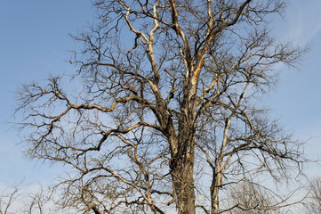 Fototapeta premium Branches of dry tree