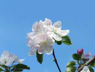 Fototapeta na wymiar Blooming apple flower