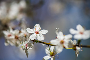 Obraz premium random color summer flowers in green meadow under the sun