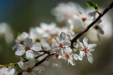 random color summer flowers in green meadow under the sun