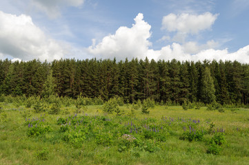 Glade in summer forest