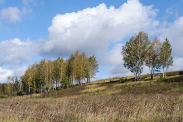 Obraz premium Small birch grove on the hill