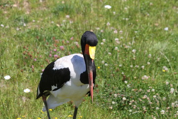 saddle-billed stork (scientific name: Ephippiorhynchus senegalensis) also known as saddlebill