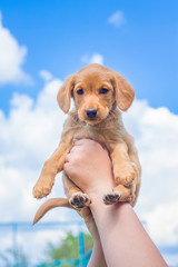 The boy lift up high puppy  breed of cocker spaniel. Small dog against the background of the light...