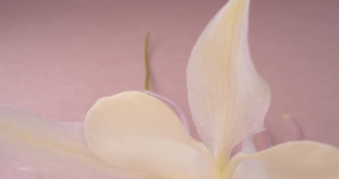 Aquilegia. White Flower Isolated on Pink Background. 4K. Macro. Wide Angle.