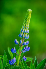 random color summer flowers in green meadow under the sun