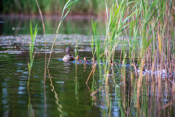 duck mama with ducklings swimming in lake in formation