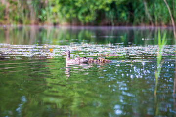duck mama with ducklings swimming in lake in formation