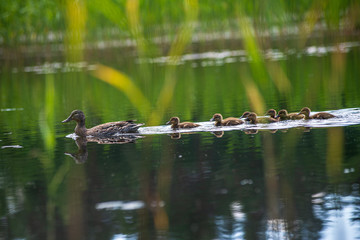 duck mama with ducklings swimming in lake in formation