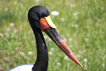 saddle-billed stork (scientific name: Ephippiorhynchus senegalensis) also known as saddlebill