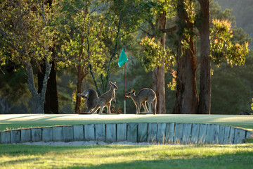Känguru auf einem Golfplatz in Australien